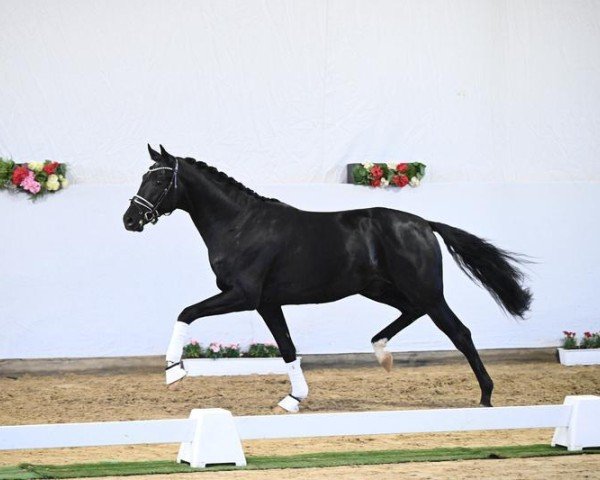 dressage horse For Pete VR (Oldenburg, 2021, from Follow Him´s Schönweide)