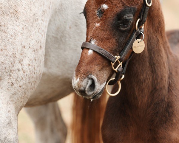 horse Hengst von Flightline xx (Thoroughbred, 2023, from Flightline xx)