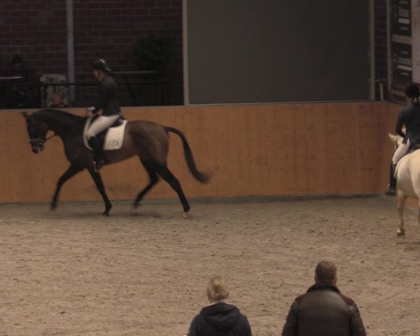 Reitturnier Güstrow/Cavallo Arena 2021