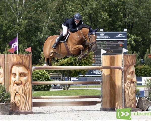 jumper Quint vd Bisschop (Belgian Warmblood, 2016, from Heavy Metal) jumper Quint vd Bisschop (Belgian Warmblood, 2016, from Heavy Metal)