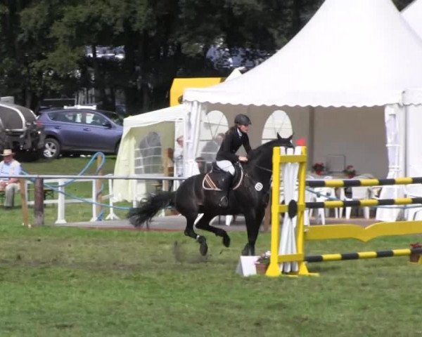 Reitturnier Nienburg 2013
