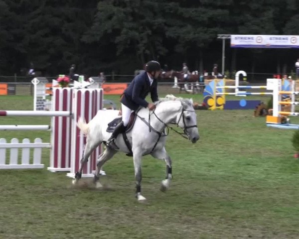 Reitturnier Nienburg 2013