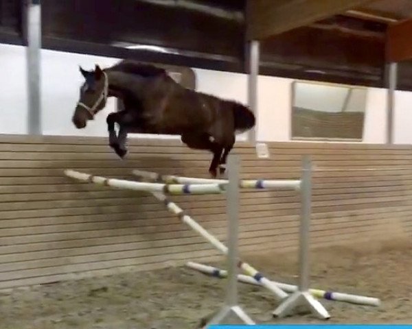 horse Dilano 18 (Westphalian, 2013, from Dibadu L)