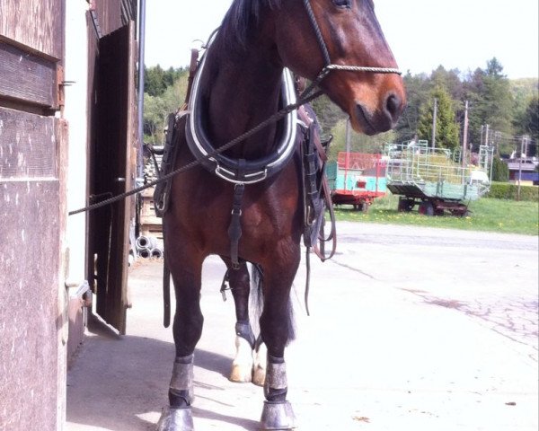 horse Capri 69 (Heavy Warmblood, 2001, from Centimo 1409)