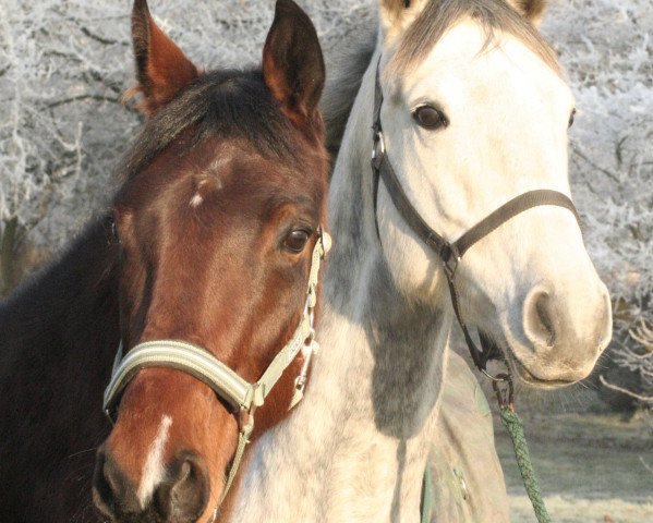 Pferd Linara FF (Mecklenburger, 2004, von Landfürst F)