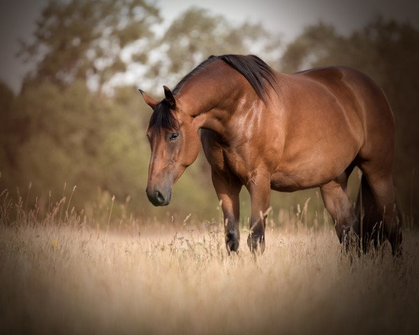 horse Ria (Oldenburg, 2013, from Feu D'Or 2)