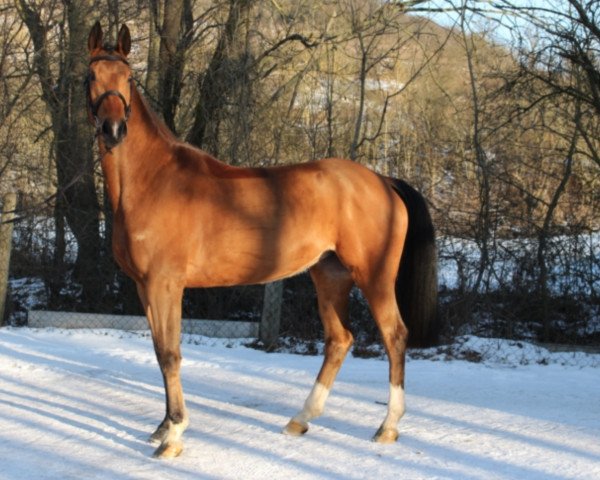 broodmare Hebrina (KWPN (Royal Dutch Sporthorse), 2012, from Mr Blue)
