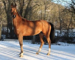 Zuchtstute Hebrina (KWPN (Niederländisches Warmblut), 2012, von Mr Blue)