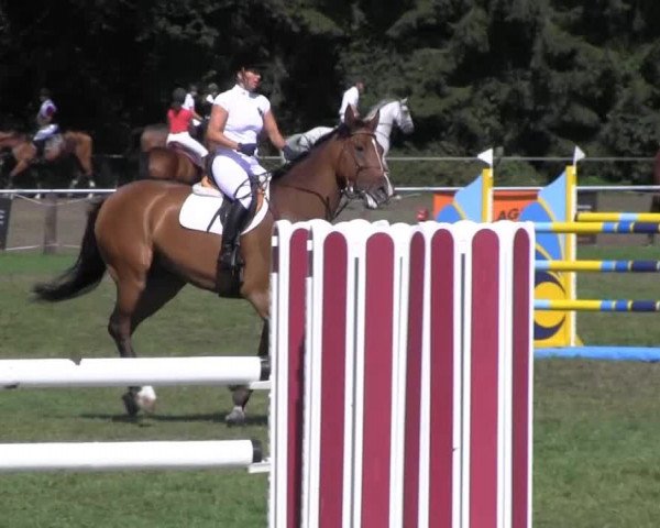 Reitturnier Nienburg 2013