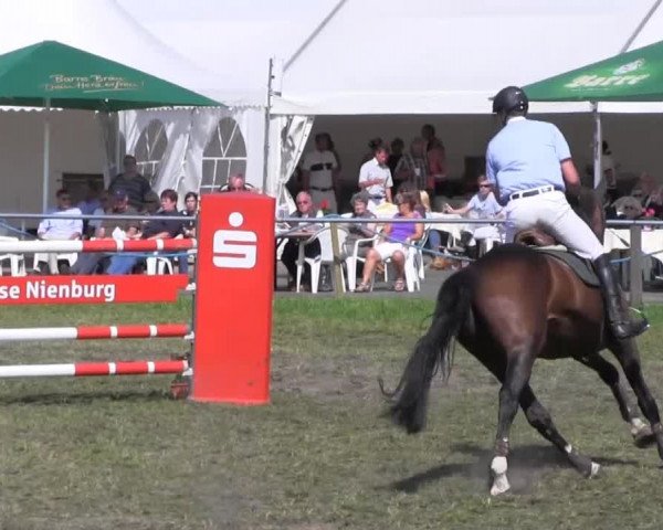 Reitturnier Nienburg 2013