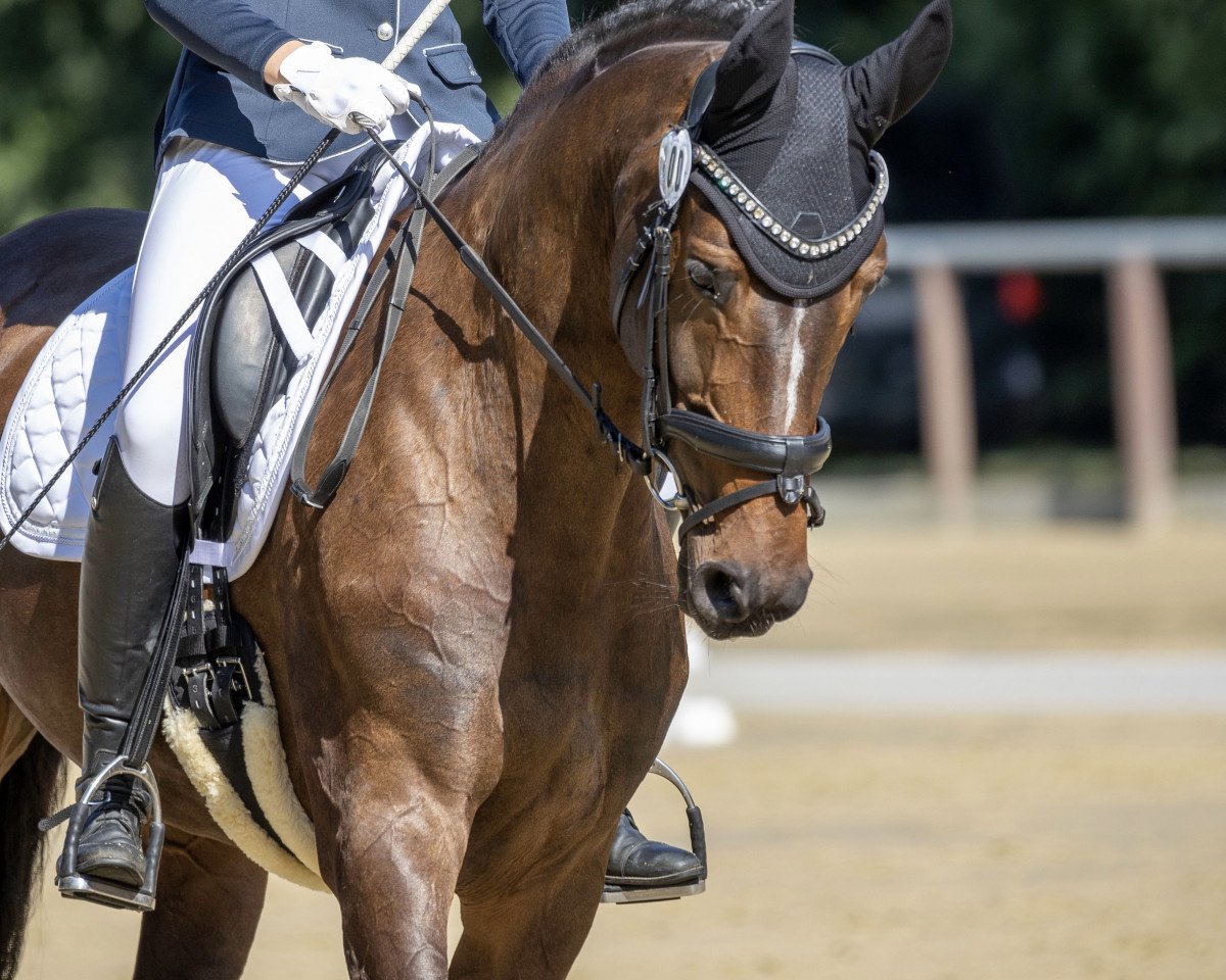 broodmare Ferry Topia A (Holsteiner, 2013, from Centurion)