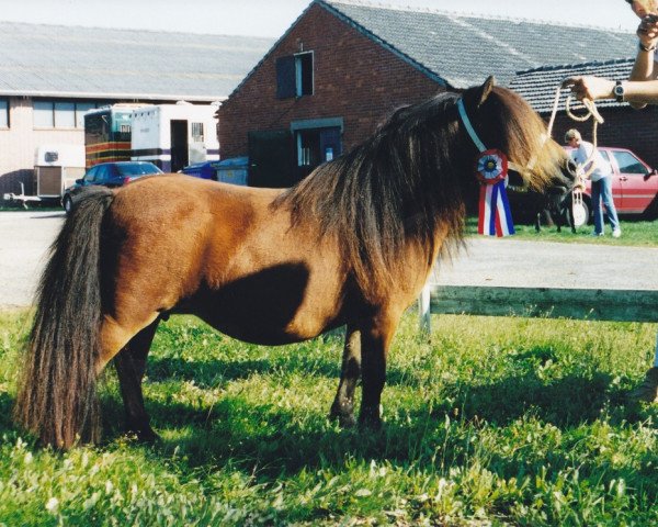 Zuchtstute Parlington Bridget (Shetland Pony (unter 87 cm),  , von Hairos van Stal Fortuna)
