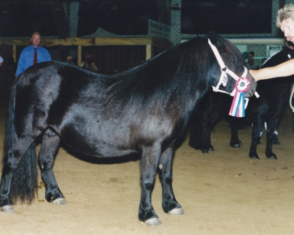 broodmare Morine Schueracker (Shetland Pony, 1995, from Friso van de Heuvelshof) broodmare Morine Schueracker (Shetland Pony, 1995, from Friso van de Heuvelshof)