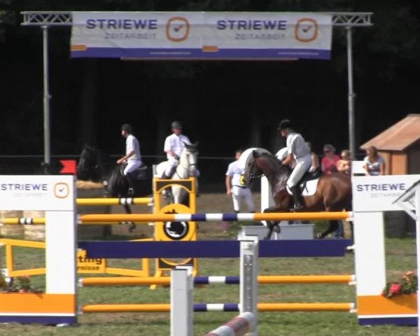 Reitturnier Nienburg 2013