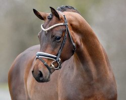 Deckhengst D'alessandro (Hannoveraner, 2014, von Don Frederic 3)