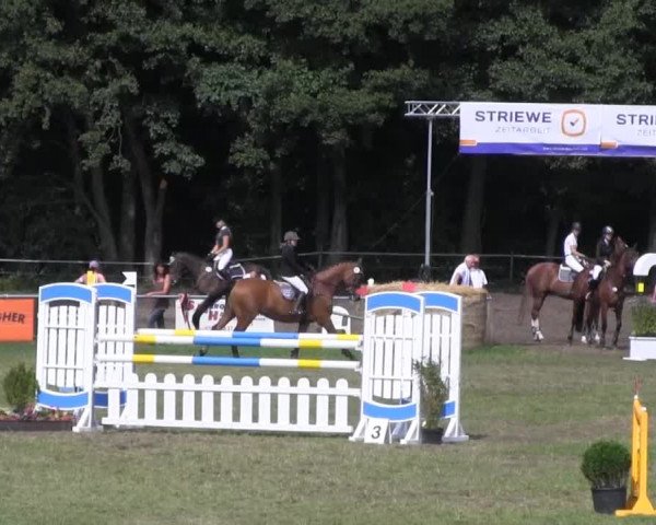 Reitsporttage an der Führser Mühle 2013