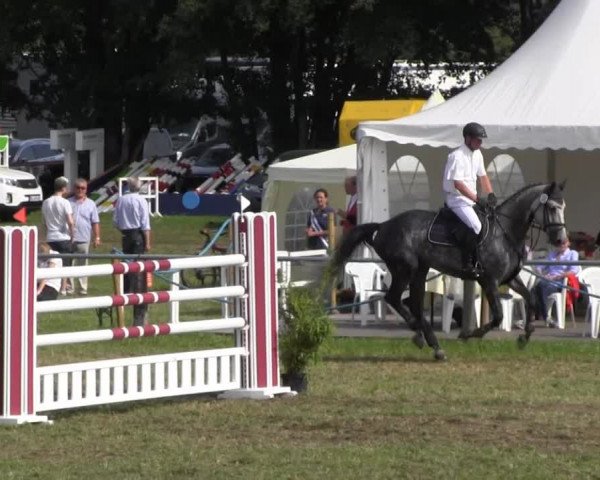 Reitturnier Nienburg 2013