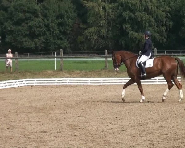 Reitsporttage an der Führser Mühle 2013
