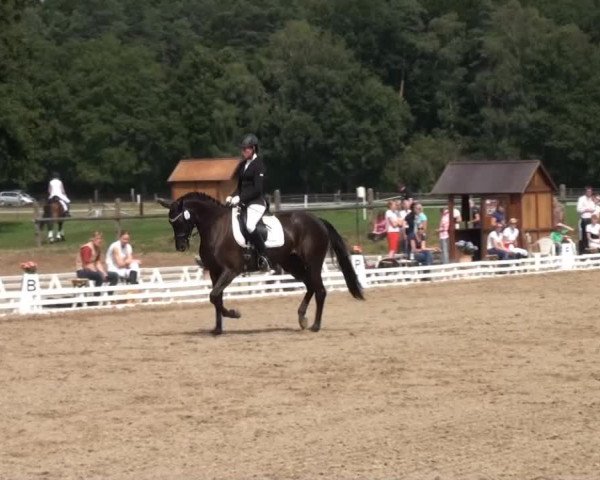 Reitturnier Nienburg 2013