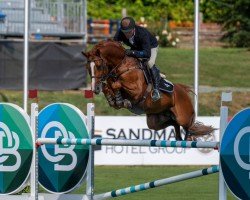 stallion Companero PJ (Hanoverian, 2017, from Comme il Faut)