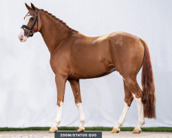 stallion Zinedine Zidane 5 (Westphalian, 2019, from Zoom)