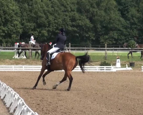 Reitsporttage an der Führser Mühle 2013