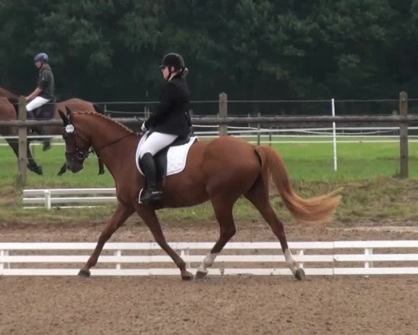 Reitsporttage an der Führser Mühle 2013
