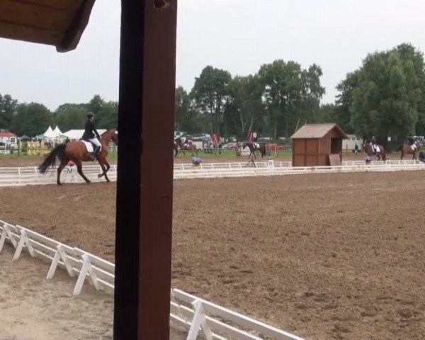 Reitsporttage an der Führser Mühle 2013