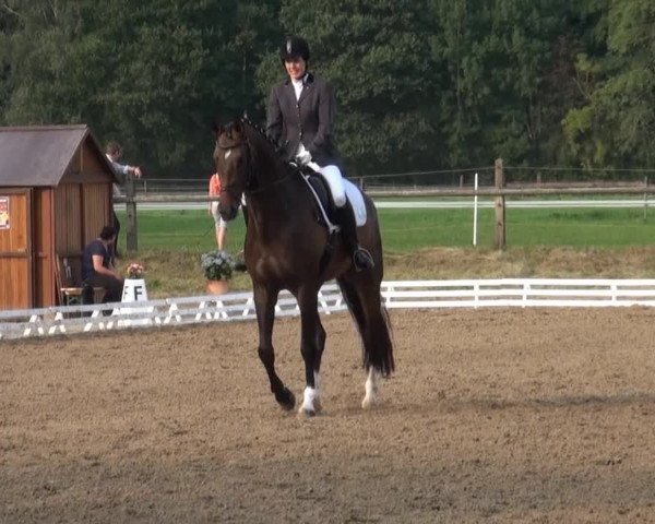 Reitsporttage an der Führser Mühle 2013