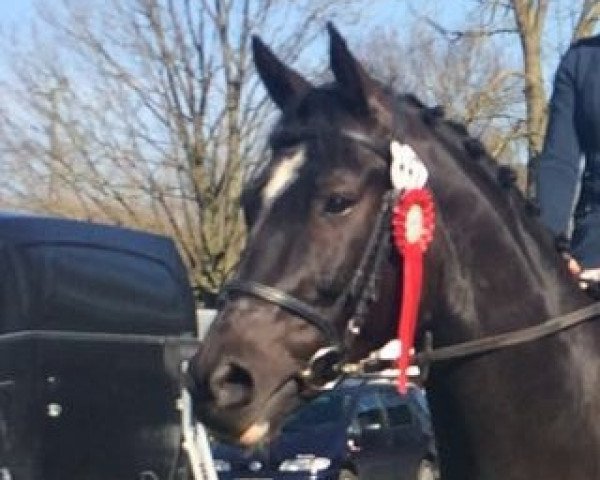 dressage horse Santander G (German Sport Horse, 2010, from Simonetti)