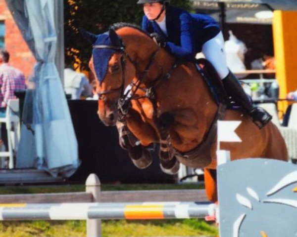 Springpferd Elegant (KWPN (Niederländisches Warmblut), 2009, von Verdi)