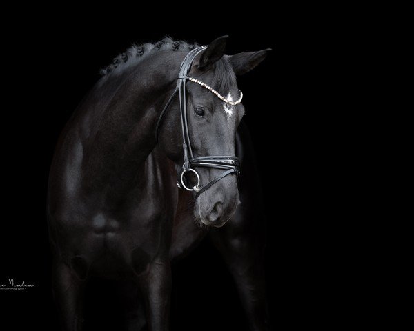horse Saphira HW (Hanoverian, 2019, from San Amour I)