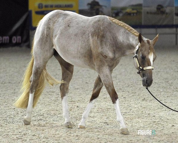 broodmare Leave a Blue Trace (Quarter Horse, 2014, from Aint It The Blues)