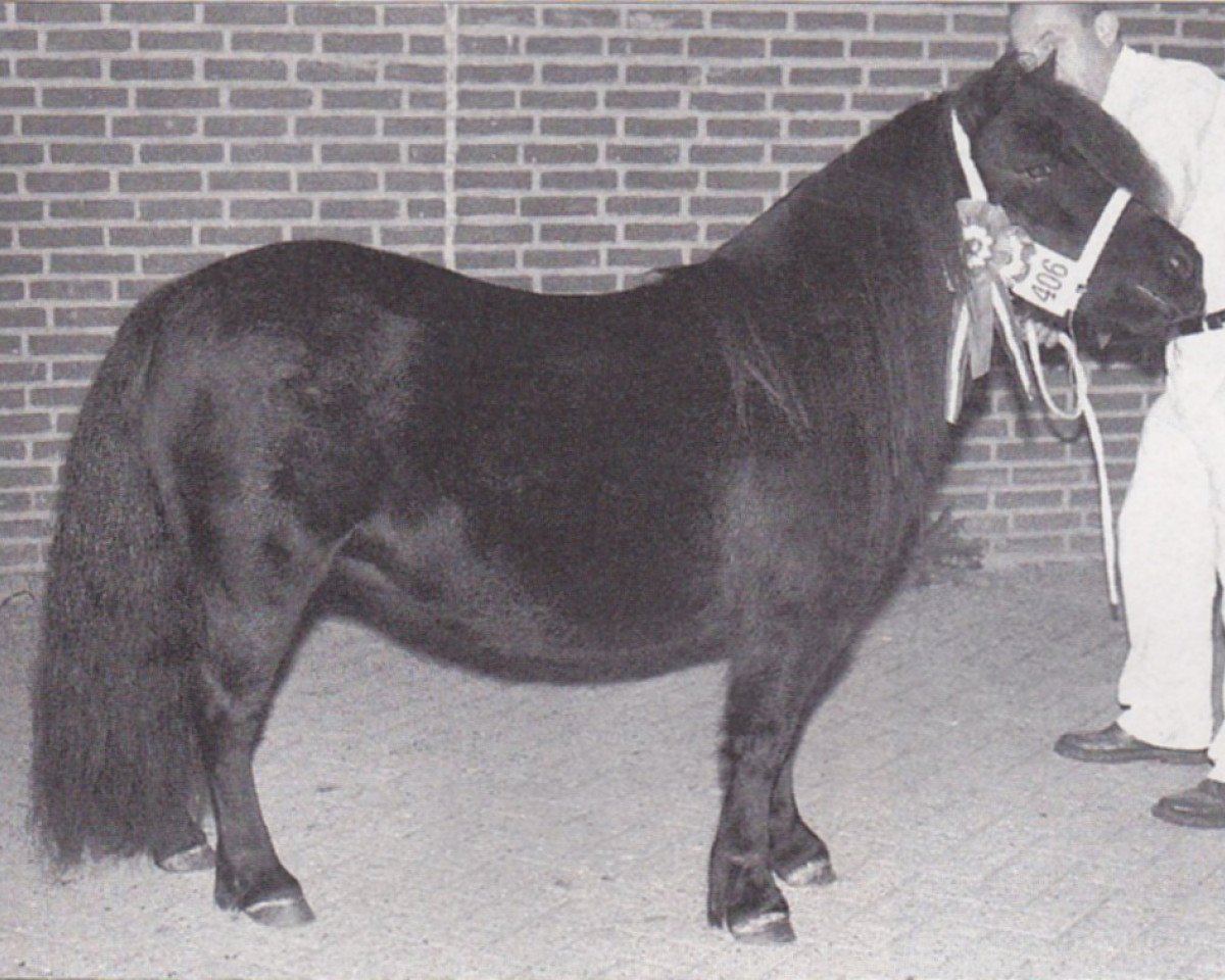 broodmare Vivace van Spuitjesdom (Shetland Pony, 1983, from Newton van Dorpzicht)