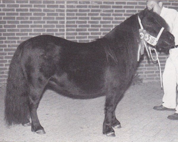 broodmare Vivace van Spuitjesdom (Shetland Pony, 1983, from Newton van Dorpzicht)