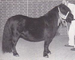 broodmare Vivace van Spuitjesdom (Shetland Pony, 1983, from Newton van Dorpzicht)
