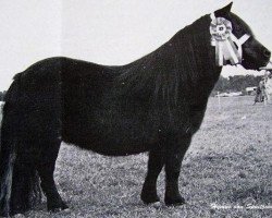 broodmare Hymne van Spuitjesdom (Shetland Pony, 1972, from Coen van Neer)