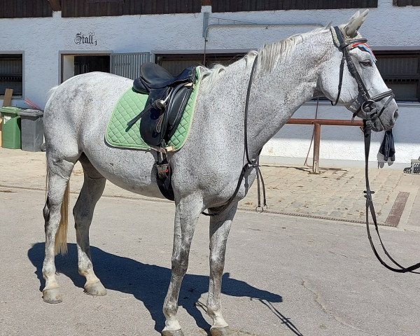 dressage horse Donna 737 (Westphalian, 2007, from Don William)