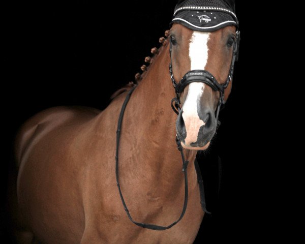 jumper Velvedere B (Westphalian, 2017, from Silver Creek's Validation)