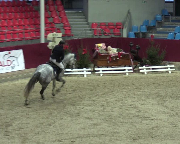 Reitturnier Neustadt/Dosse - Graf von Lindenau-Halle 2024