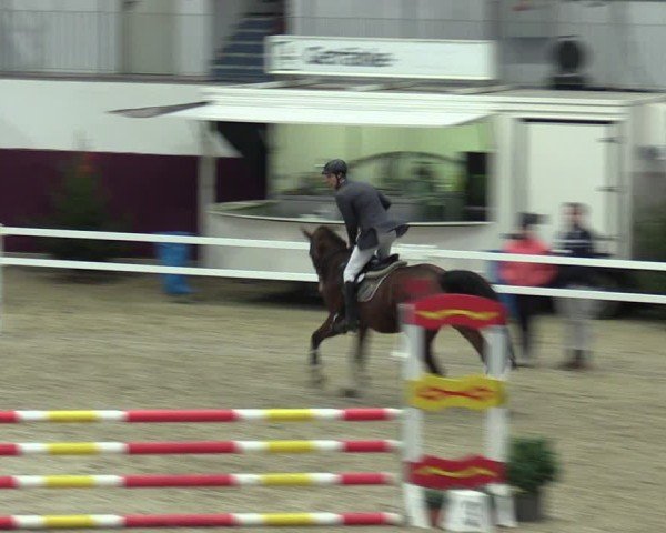 Reitturnier Neustadt/Dosse - Graf von Lindenau-Halle 2024