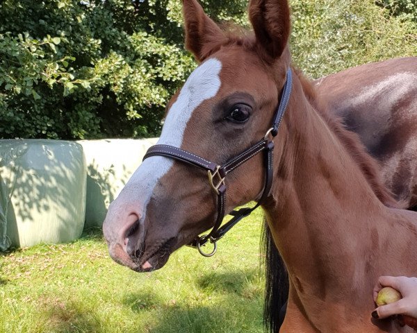 Pferd Fire Rubin (Westfale, 2021, von First Deal)