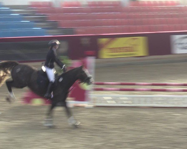 Reitturnier Neustadt/Dosse - Graf von Lindenau-Halle 2024