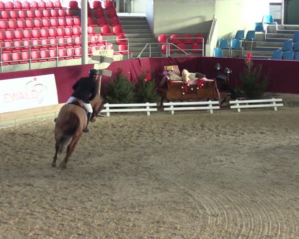 Reitturnier Neustadt/Dosse - Graf von Lindenau-Halle 2024