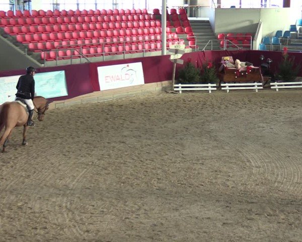Reitturnier Neustadt/Dosse - Graf von Lindenau-Halle 2024