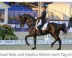 Deckhengst Elastico (KWPN (Niederländisches Warmblut), 2009, von Glock's Johnson Tn)