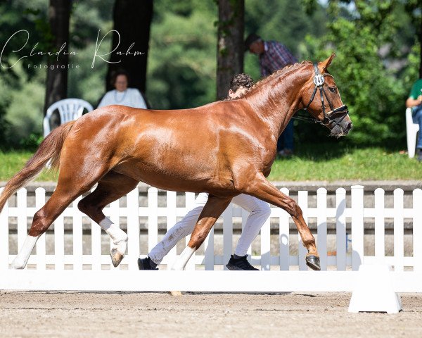 broodmare Dream For Gold (Rhinelander, 2017, from De Niro Gold 3)