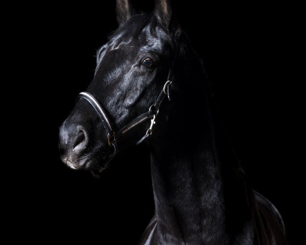 Springpferd Santiano 38 (Hannoveraner, 2008, von Salito)