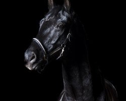 jumper Santiano 38 (Hanoverian, 2008, from Salito)