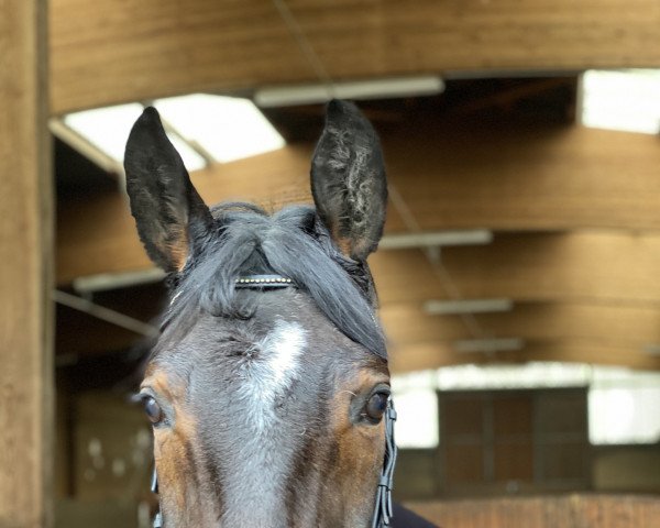 horse Forever 175 (German Sport Horse, 2015, from Fürstenstern 3)
